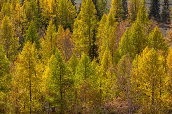 Herbstlandschaften Der Berge Der Republik Altai Russland — Stockfoto