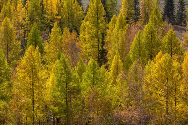 Herfst Landschappen Van Bergen Russische Autonome Deelrepubliek Altaj — Stockfoto