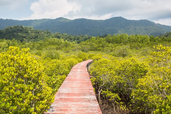 Vista Della Foresta Mangrovie — Foto Stock