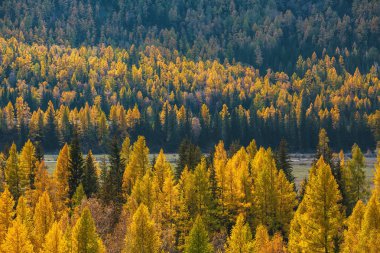 Sonbahar manzaraları Altay Cumhuriyeti, Rusya Federasyonu.