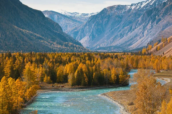 Manzara sonbahar, Rusya Federasyonu Altay Cumhuriyeti.
