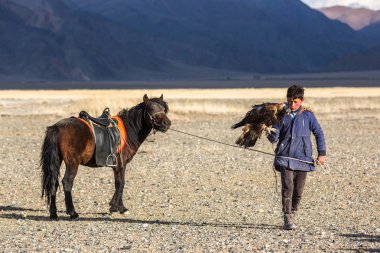 Sagsay, Moğolistan - 28 Eylül 2017: Berkutchi kartal avcı ile hare avlar, Batı Moğolistan çöl dağlar sırasında altın kartal.