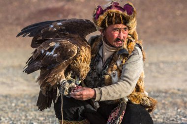Sagsay, Moğolistan - 28 Eylül 2017: ATI ise bir Altın Kartallar ile tavşan Bayan-Olgii Aymağı dağlarında kolları üzerinde avcılık kazak kartal Hunter (Berkutchi). 
