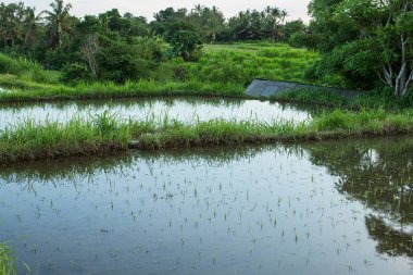 Pirinç tarlaları Bali Adası, Endonezya.