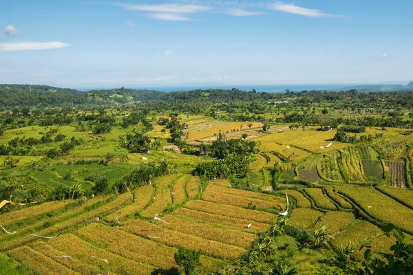 インドネシア バリ島の田んぼと渓谷の景色 — ストック写真