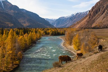 Sonbahar manzaraları Altay Cumhuriyeti, Rusya Federasyonu.