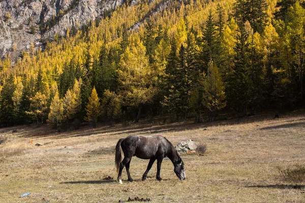 Koń Pastwiskowy Trawniku Górach Ałtaju Rosja — Zdjęcie stockowe