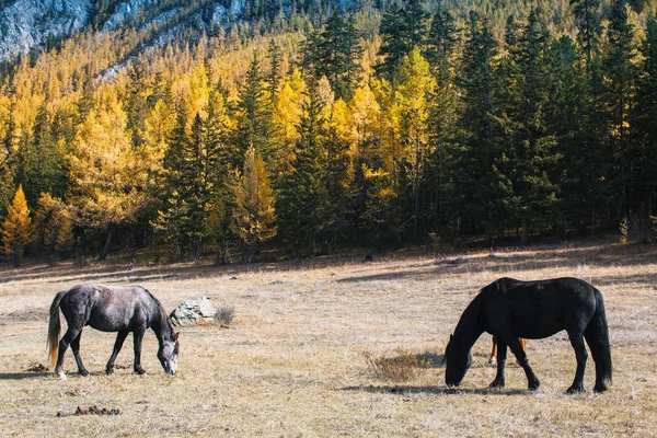 Άλογα Που Βόσκουν Στο Γρασίδι Στα Βουνά Αλτάι Ρωσία — Φωτογραφία Αρχείου