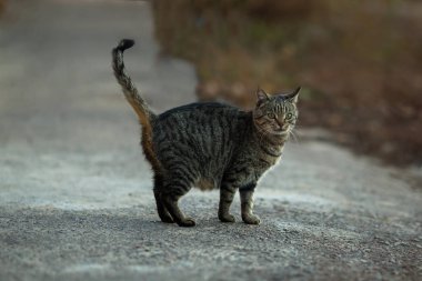 Gri kedi sokakta dikiliyor, yakın plan..