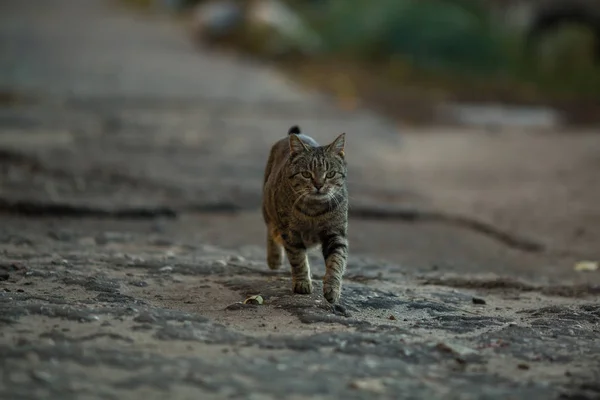 Gato Gris Corre Por Calle — Foto de Stock