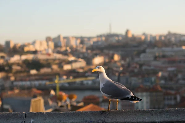 Gaviota Sienta Sobre Telón Fondo Ciudad Vieja — Foto de Stock