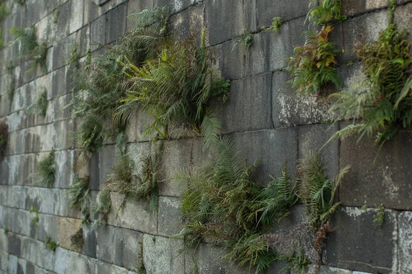 Зеленый Цвет Прорастает Сквозь Древнюю Каменную Стену — стоковое фото