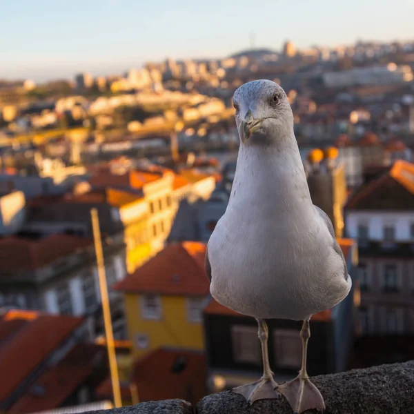 Möwe Sitzt Auf Dem Hintergrund Der Altstadt — Stockfoto