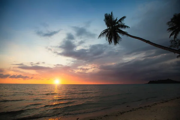 Vue Des Palmiers Sur Une Plage Tropicale Coucher Soleil — Photo