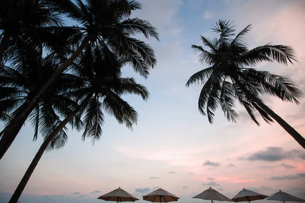 Tropisk Strand Med Palm Mjuk Fantastisk Skymning — Stockfoto