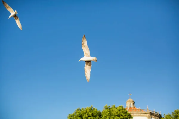 Meeuwen Blauwe Lucht Boven Kuststad — Stockfoto