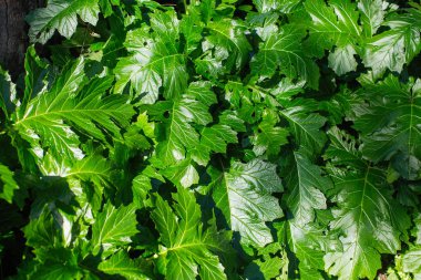 Acanthus Mollis 'in dokusu, genellikle ayı pantolonu olarak bilinir, üst görünüm arka plan.