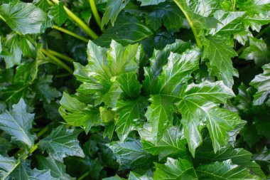 Ayı iç çamaşırları (acanthus mollis) doku arkaplanı.