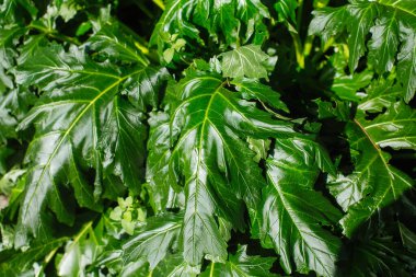 Acanthus mollis dokusu, arka plan.