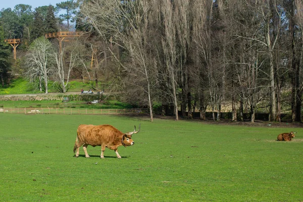 公牛在公园的绿色草地上吃草 — 图库照片