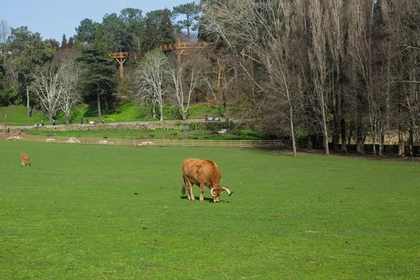 Ταύροι Βόσκουν Στο Πάρκο Πορτογαλία — Φωτογραφία Αρχείου