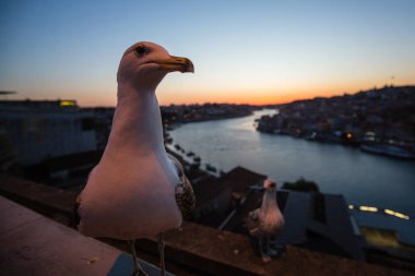 Martı gece Porto, Portekiz Douro nehrinin arka planında oturur..