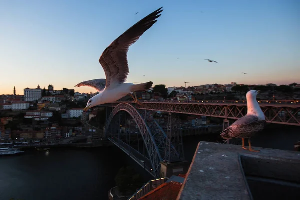 Seagulls Background Dom Luis Bridge Evening Porto Portugal — Stock Photo, Image