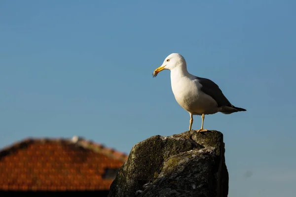 Möwe Auf Dem Hintergrunddach Altbau — Stockfoto