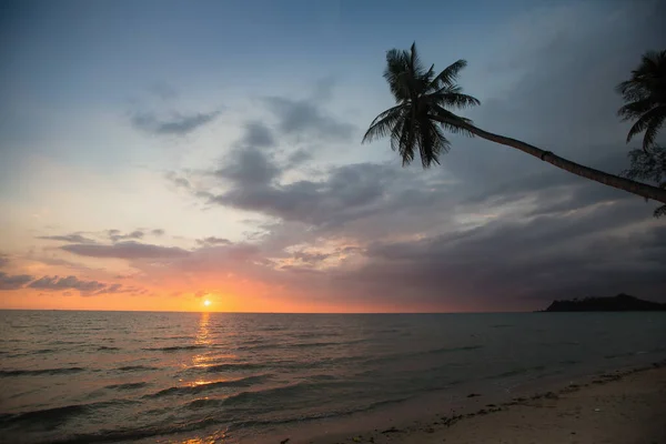 日落时分热带海滩上的棕榈树轮廓 — 图库照片