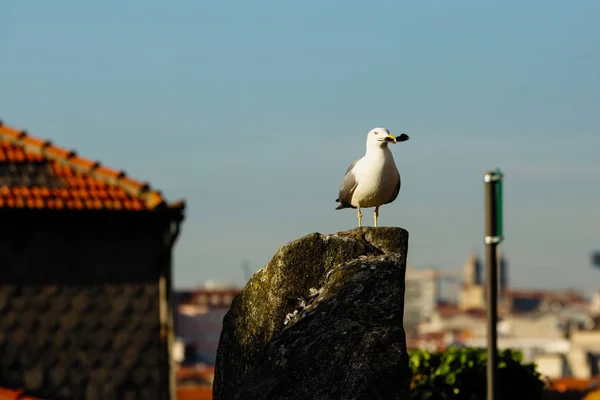 Möwe Hintergrund Alte Gebäude Porto Portugal — Stockfoto