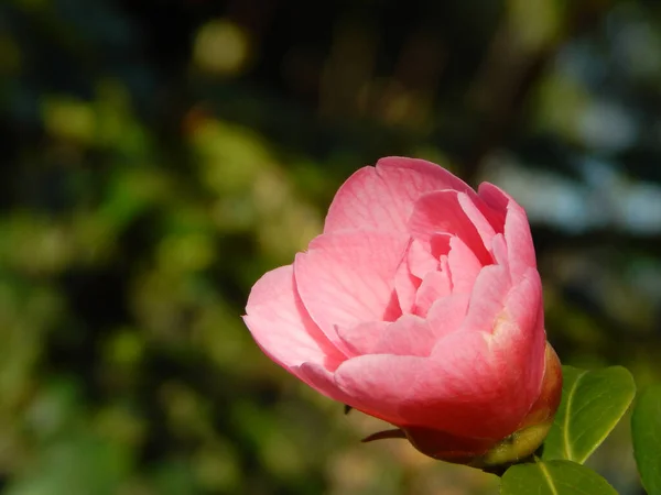 Makro Nahaufnahme Einer Rosa Japanischen Kamelienblüte Camellia Japonica Die Sich — Stockfoto