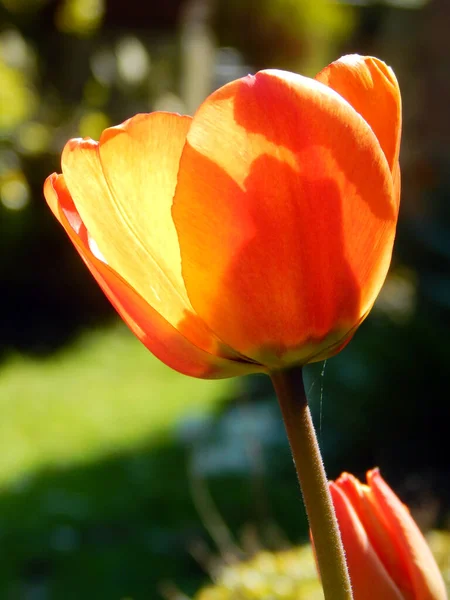 Fotografía Cerca Macro Una Flor Tulipán Jardín Rojo Anaranjado Tulipa — Foto de Stock