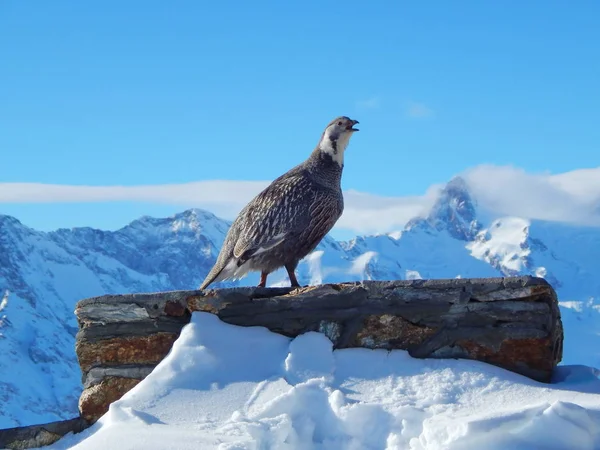 Zpívající kavkazských snowcock Stock Snímky