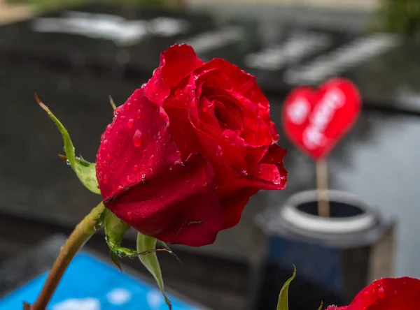Розы на кладбище как символ любви — стоковое фото
