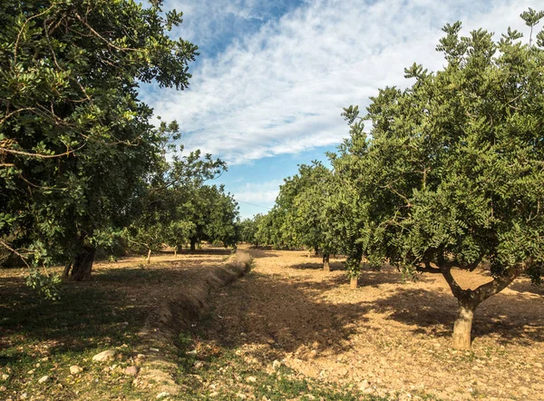 keçiboynuzu ağaçları birkaç görüntü