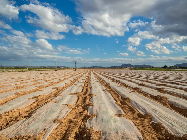 Mage bahar Cartagena alanının