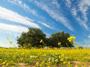 Çiçek bahar sırasında arka planda iki keçiboynuzu ağaçları ile alan. Muhteşem gökyüzü