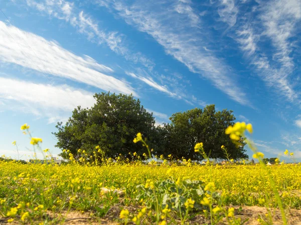 Çiçek bahar sırasında arka planda iki keçiboynuzu ağaçları ile alan. Muhteşem gökyüzü