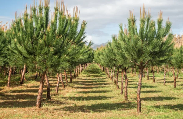 Çizgili ve ekili ağaçlar