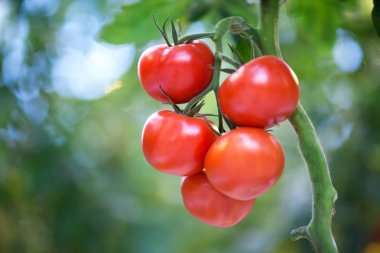 Bir serada domates grow