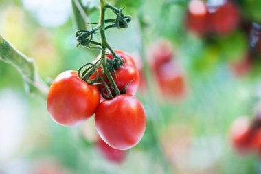 Bir serada domates grow