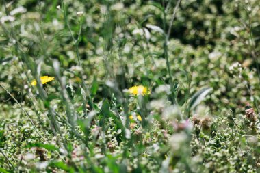 Yabani çiçekler, papatyalar, karahindibalar ve otlar.