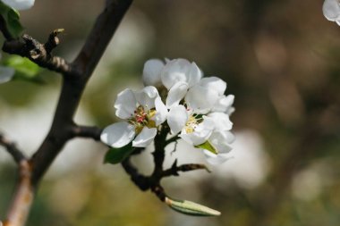Elma çiçeği ve elma ağacı.