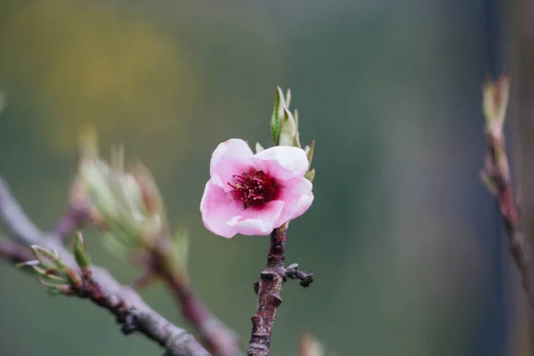 Персиковый Цвет Персиковое Дерево — стоковое фото