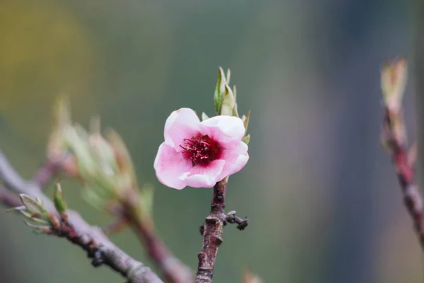 peach blossom and peach tree