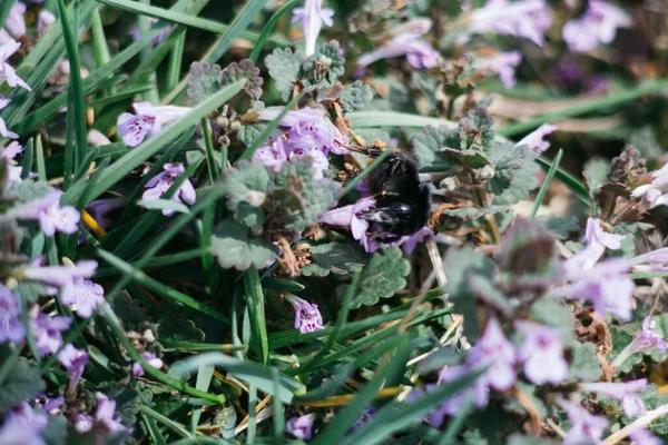 Wildflowers Black Bumble Bee — Stock Photo, Image