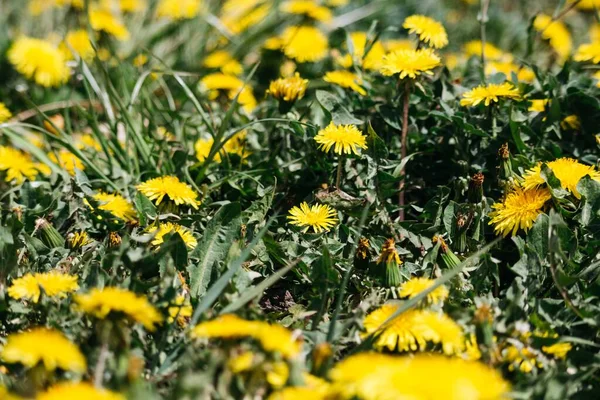 Fleurs Sauvages Marguerites Pissenlits Herbe — Photo