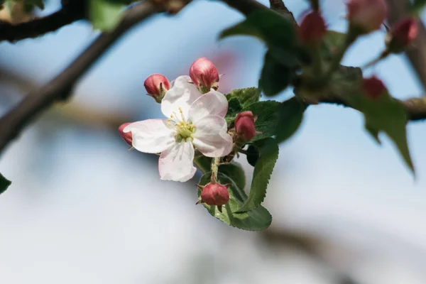 Appelbloesem Appelboom — Stockfoto
