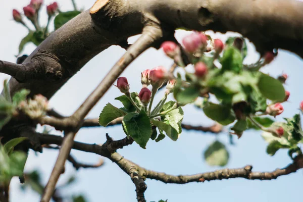 Яблоня Яблоня — стоковое фото