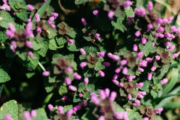 Blommor Tusenskönor Maskrosor Och Gräs — Stockfoto